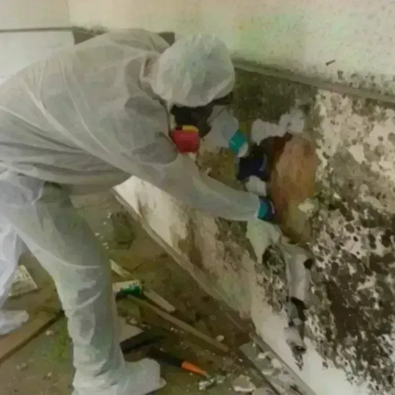 Mold Remediation and Removal in Warrenville, SC